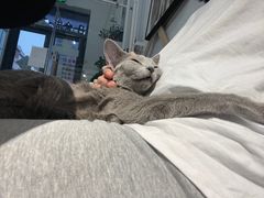 -琪喵猫屋·撸猫猫咖·猫舍