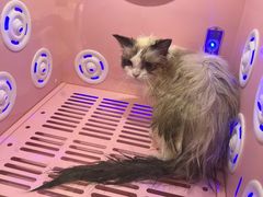 -PETKIT小佩宠物·低压洗护(国顺东路店)