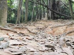 -火炉山森林公园