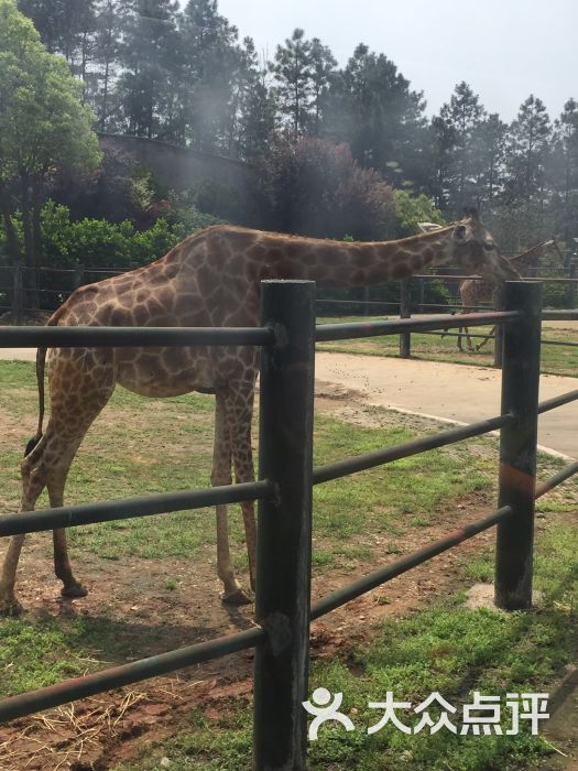 長沙生態動物園圖片 - 第331張