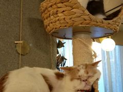 -共舞时光猫咖·狗咖(新街口店)