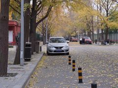 -三里屯东五街银杏大道