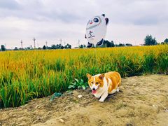 -中国天府农业博览园