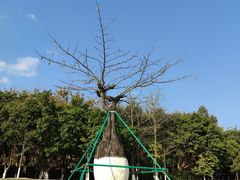 -东莞植物园