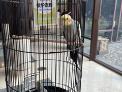 -上海崇明金茂凯悦酒店