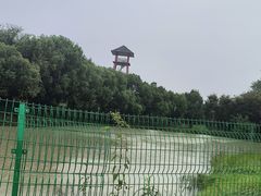 -中国扬子鳄村