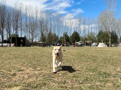 -宠乐会宠物乐园