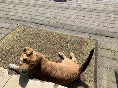 -大叔家福鼎小吃(十全街店)