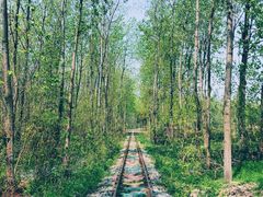 -合肥滨湖国家森林公园