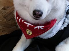 -Husky Go! 哈士奇体验馆·宠物咖啡厅狗咖