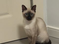 -伟伟宠物医院·瑞派猫友好医院·猫科(光谷店)