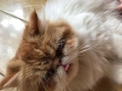 -Cappucimeow猫咪咖啡馆(韦伯时代店)