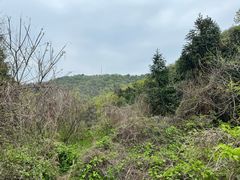 -素山寺森林公园