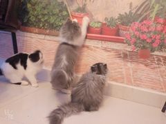 -名猫咖啡馆·撸猫·拼豆