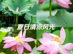 -陈家山荷花公园