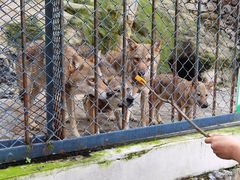-大连森林动物园