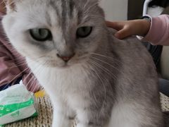 -藏猫猫咖啡主题馆(中央大道店)