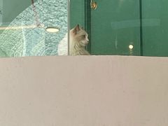 -飞行喵MR PILOT|猫舍·猫咖(静安大融城店)