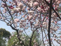 -南汇桃花村