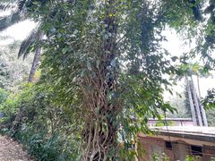-中国科学院西双版纳热带植物园