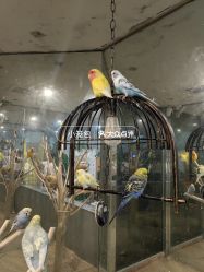 -神奇动物撸宠馆·羊驼·小浣熊·异宠(豫园店)