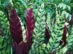 -华南国家植物园-售票处