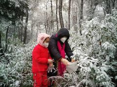 -铁山坪森林公园