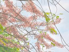 -深圳国际园林花卉博览园