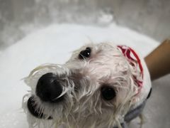 -Oh My Dog宠物沙龙(伊珊娜皮毛护理店)