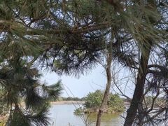 -日照海滨国家森林公园