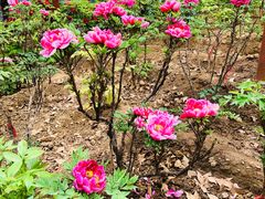 景点-洛阳国花园