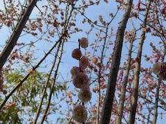 -洋湖国家湿地公园