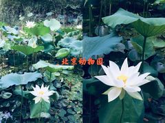 -北京动物园-畅观楼