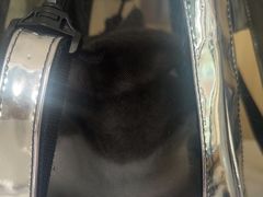 -瑞派宠物医院·犬猫全科·猫友好(宾水西道店)