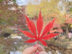 -秋霞圃