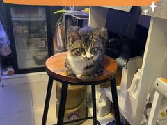 -平行世界·猫咖(首经贸店)
