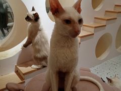 -猫域·湾主题猫咖·宠物吧(南坪城市广场店)