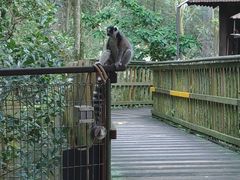 -新加坡飞禽公园