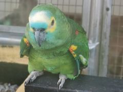 -吉隆坡雀鸟公园