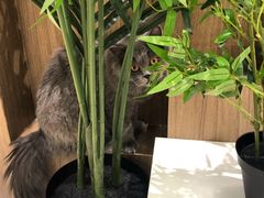 -COLOR PETS 撸猫馆·购猫·猫咖(长风大悦城店)