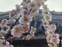 -无锡梅园公园
