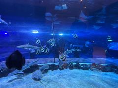 -迪拜水族馆及水下动物园