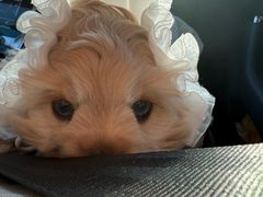 -嘉馨宠物医院·CT影像转诊·心脏科·犬猫全科诊疗中心(下沙大学城院区)