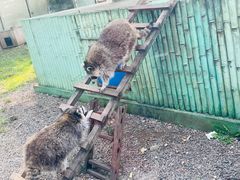 -秦皇岛野生动物园
