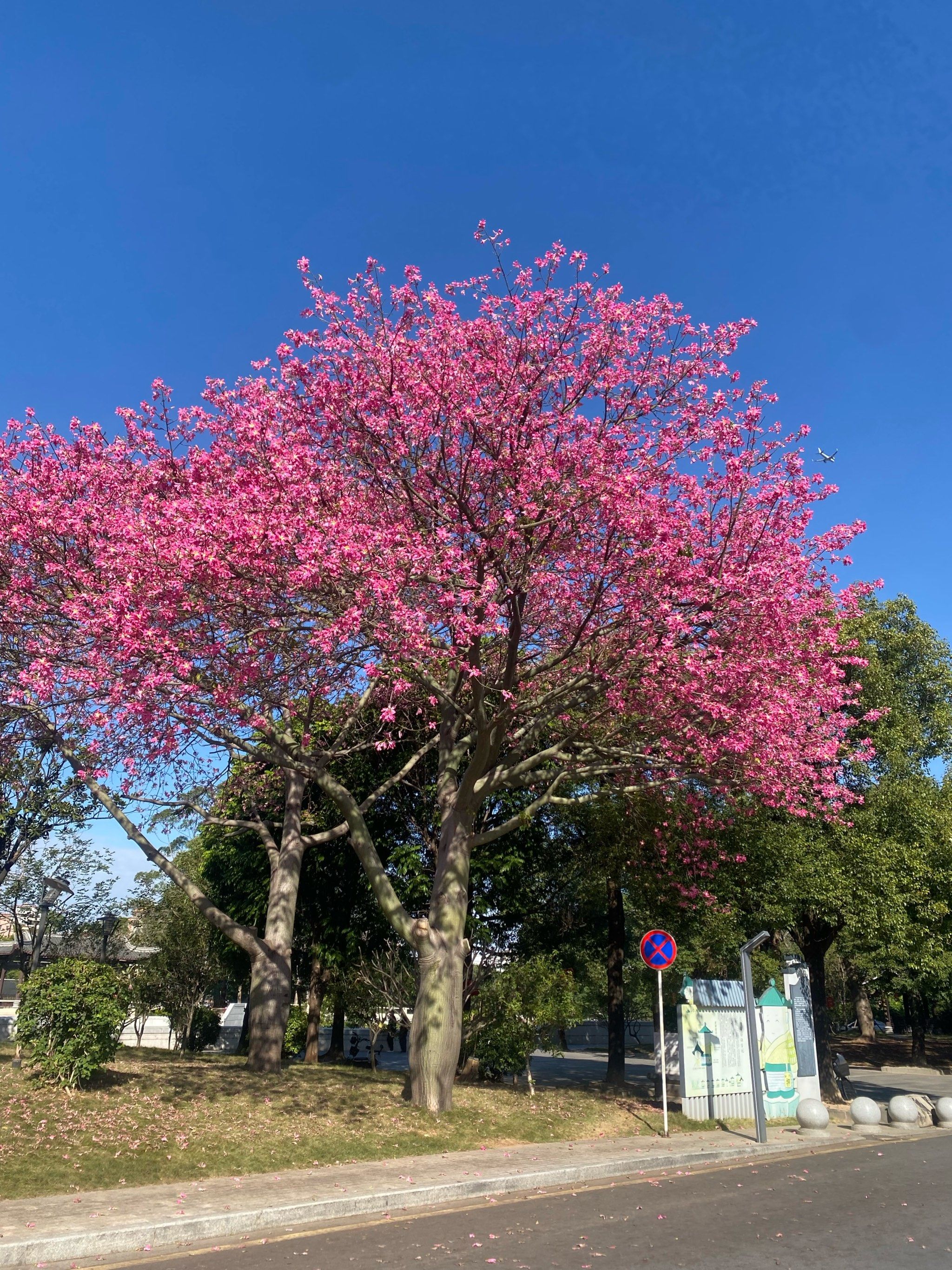 广州的异木棉太美了吧