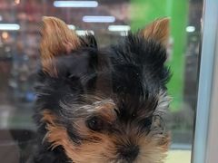 -FAELING PETS美天灵宠物(合生汇店)