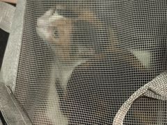 -御宝贝·A梦猫科宠物医院(国际猫友好医院)