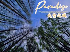 -昆山城市生态森林公园