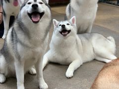 -TrueLove @ Neverland (Husky Cafe)