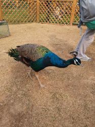 -萌宠亲子动物乐园(槐房万达店)